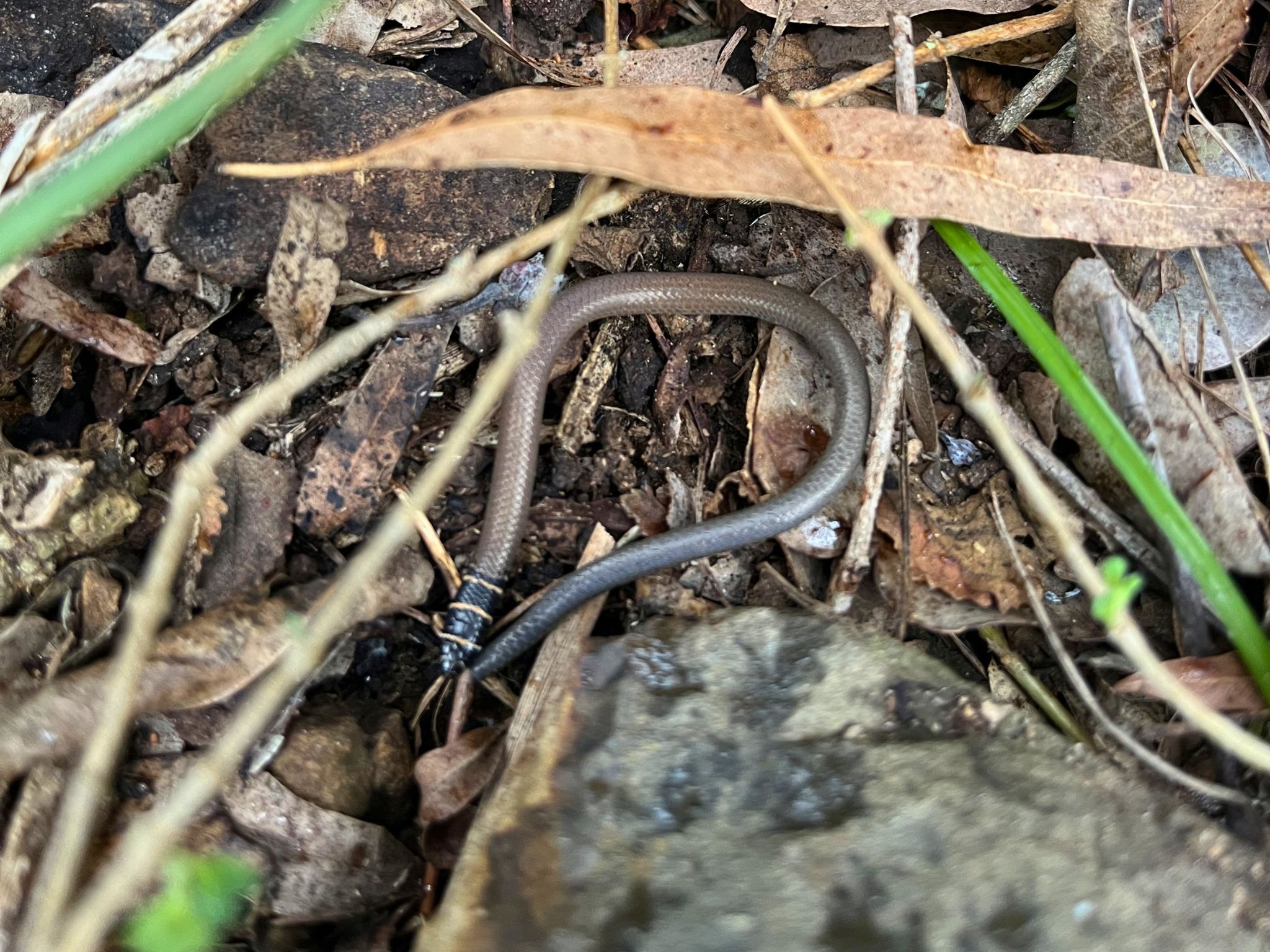 Protecting the collared delma in South East Queensland