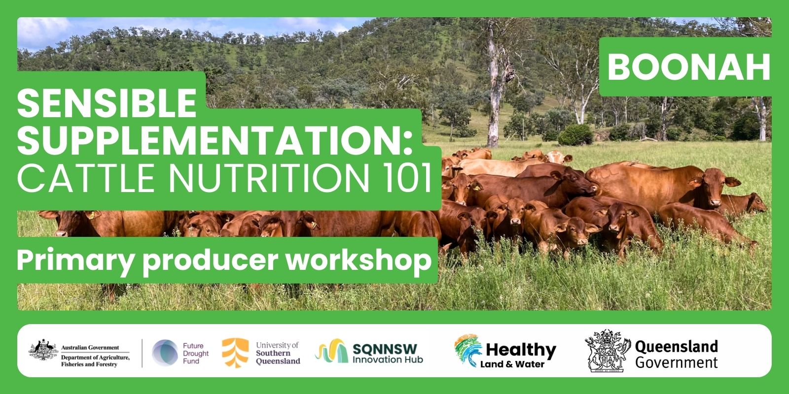 Sensible Supplementation: Cattle Nutrition 101 | Boonah