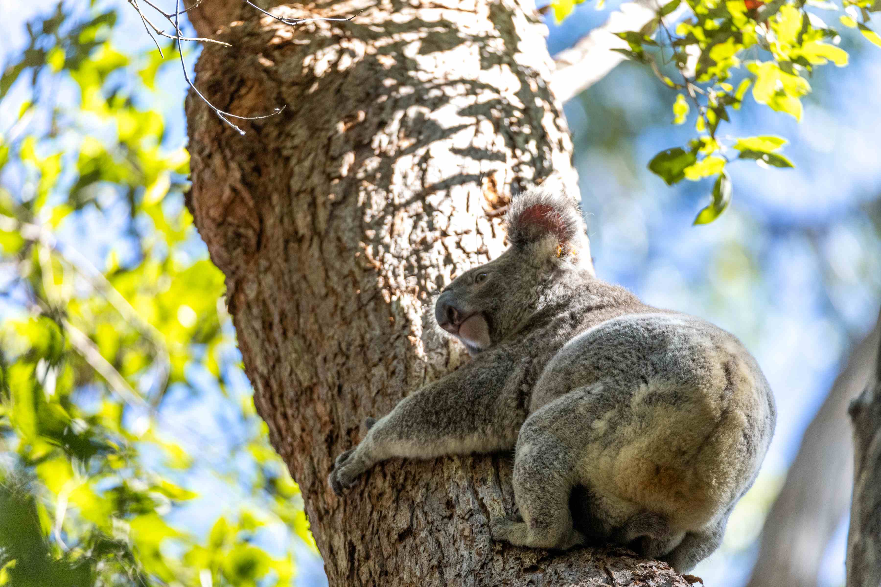 Checking in on the Koala Threat Management Initiative Program: Reducing chlamydia risk in SEQ’s wild populations