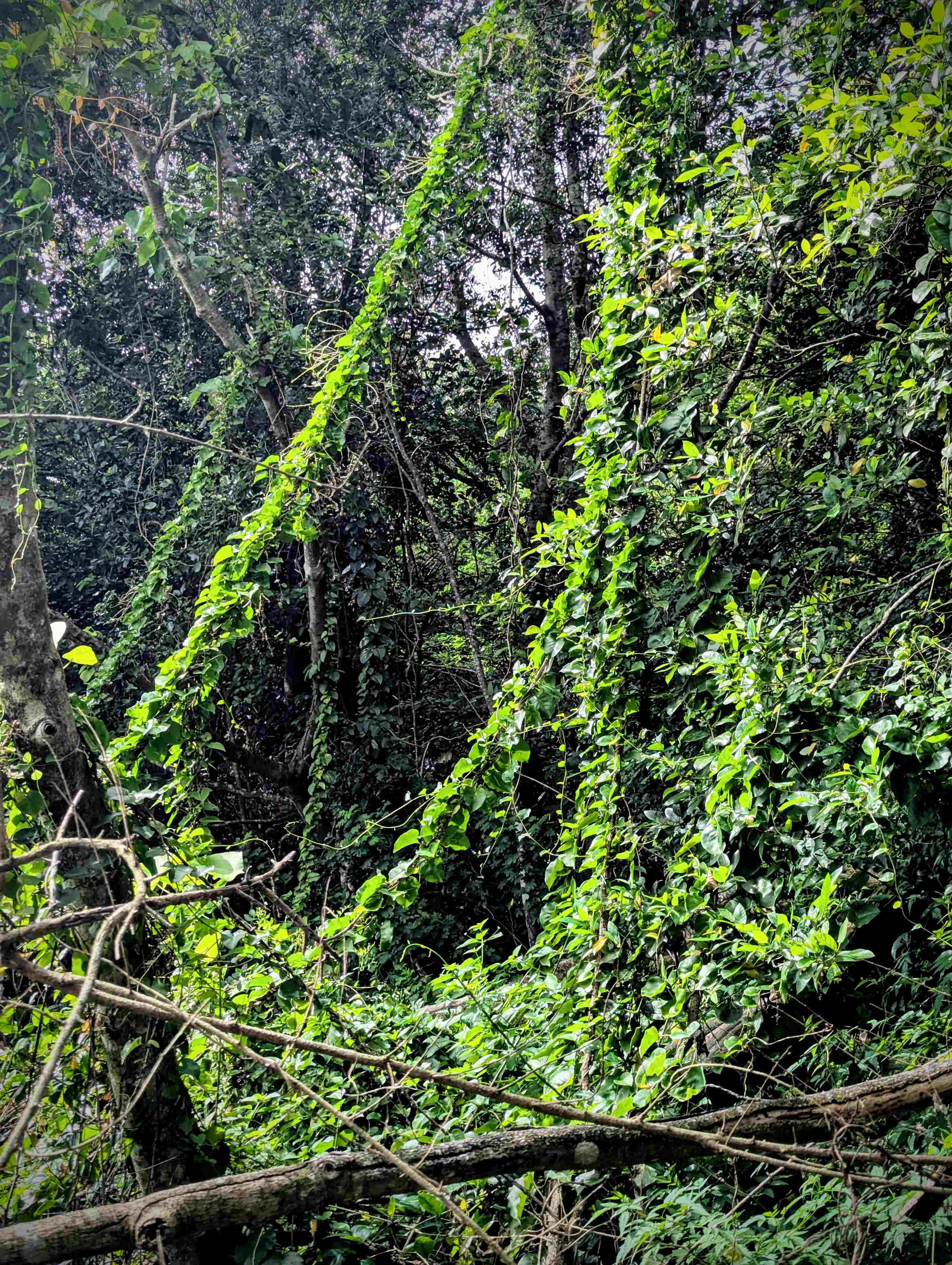 Madeira vine Credit Lake Baroon Catchment Care Group low res