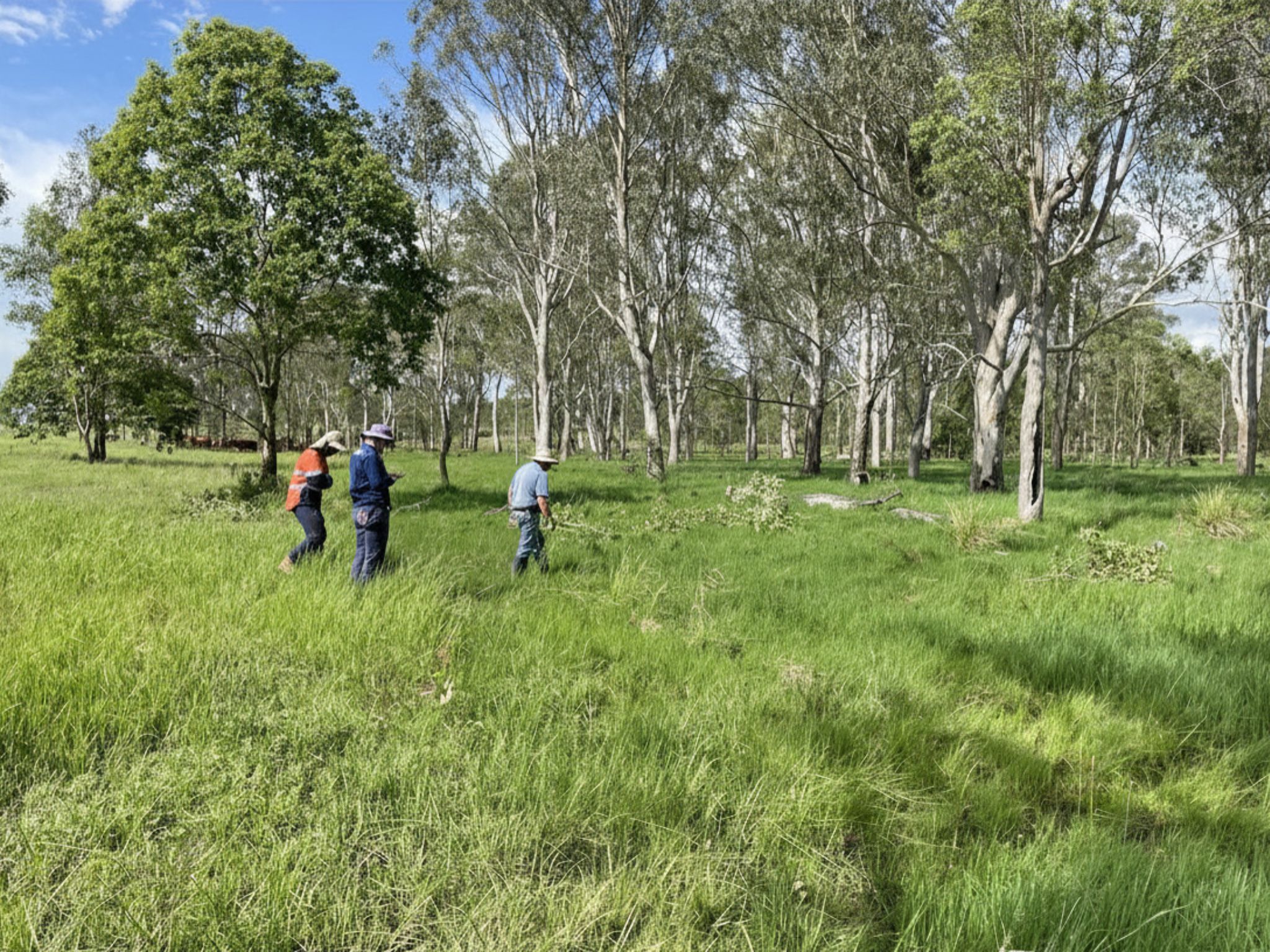 Protecting water at the source: The Mid Brisbane Rivercare Program
