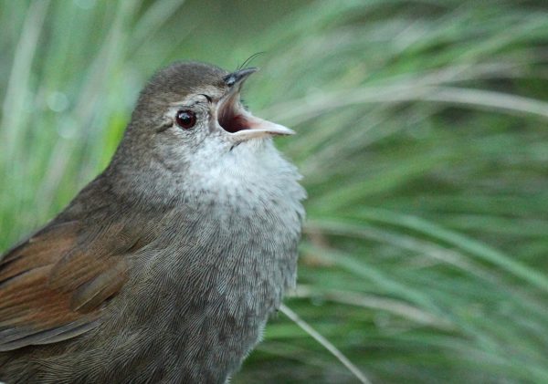 AI finds Eastern Bristlebird in SEQ: music to the ears of bird enthusiasts!