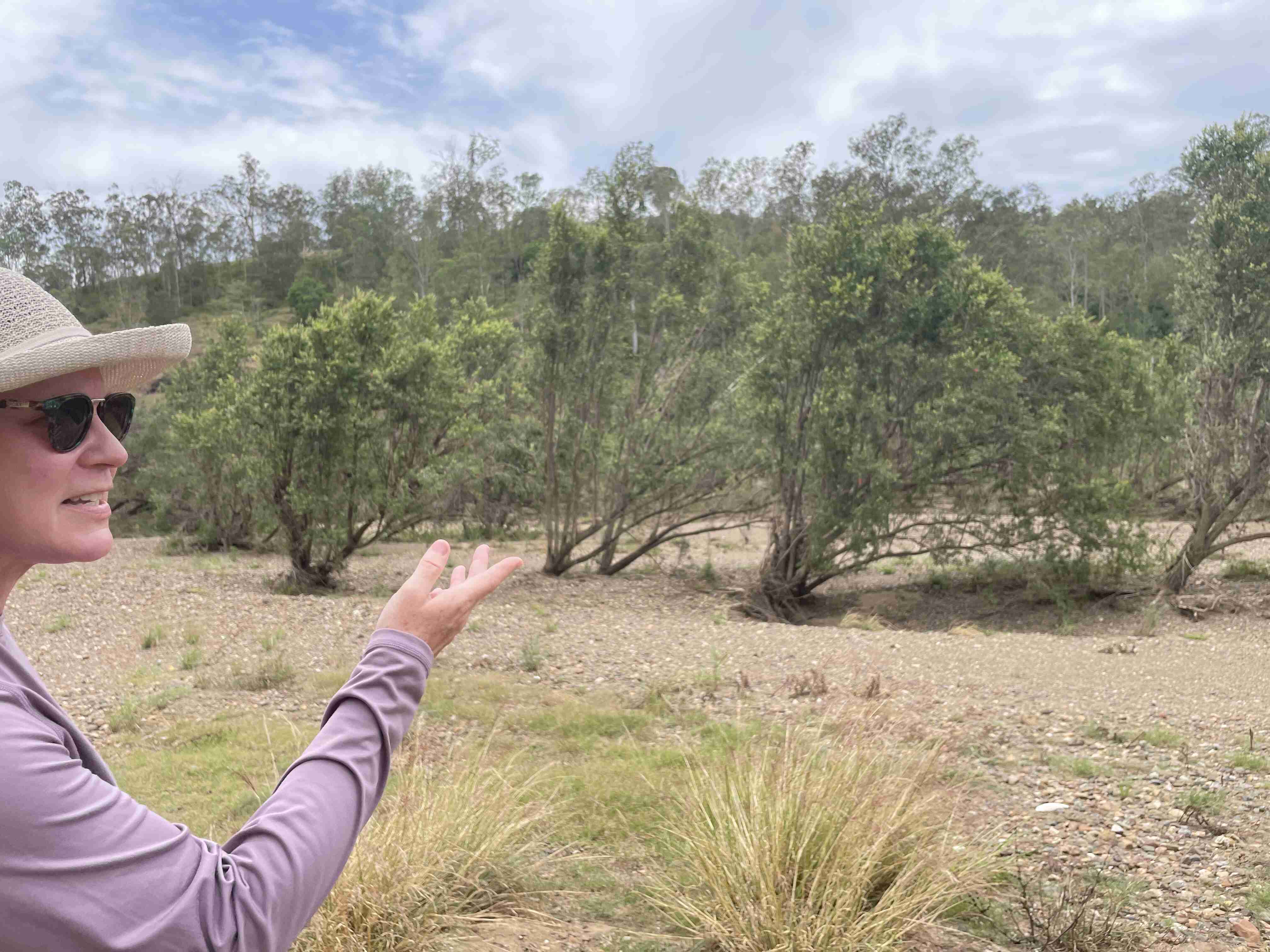 Native brush showing sediment collected from floodplain