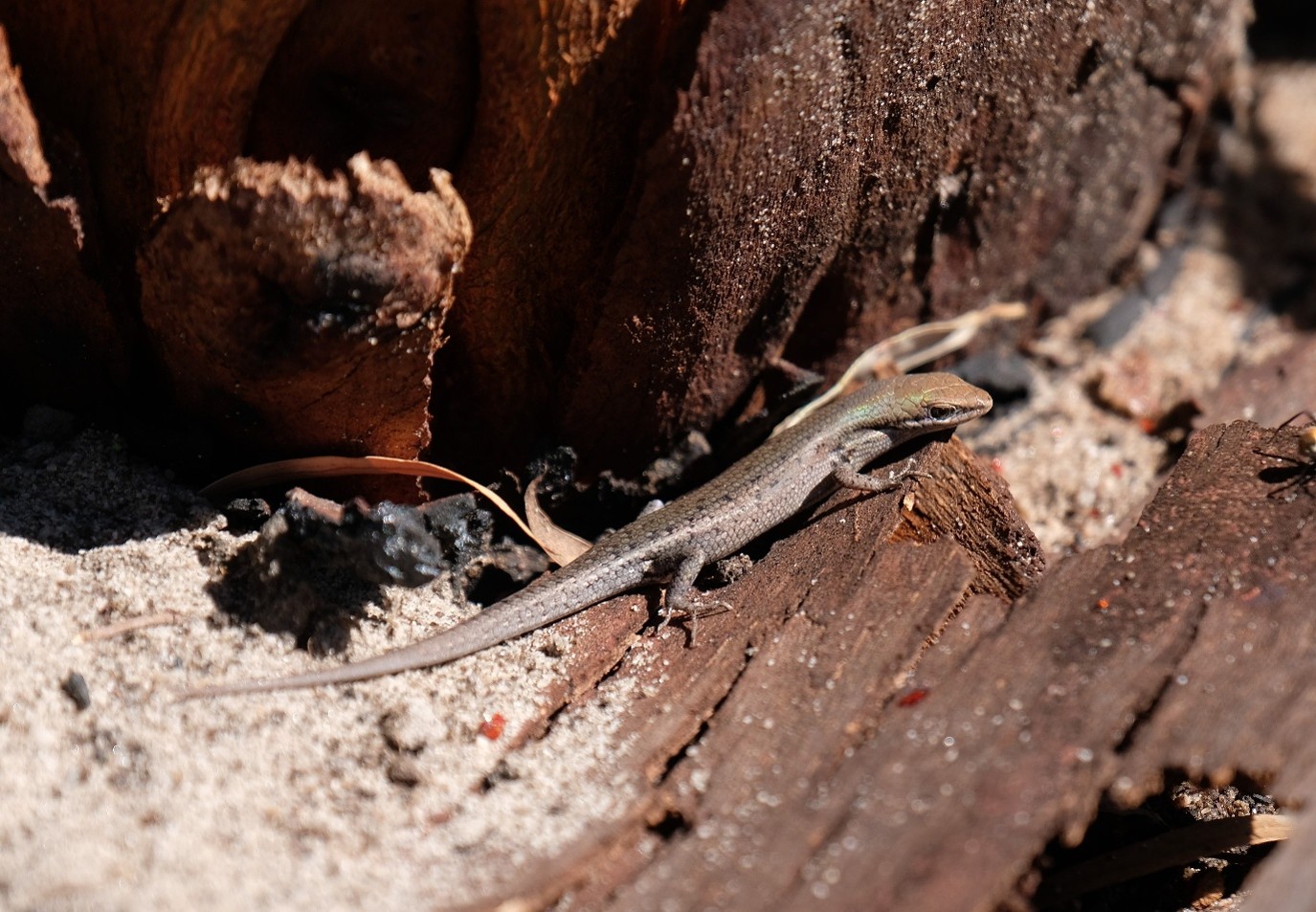 Burning questions skink