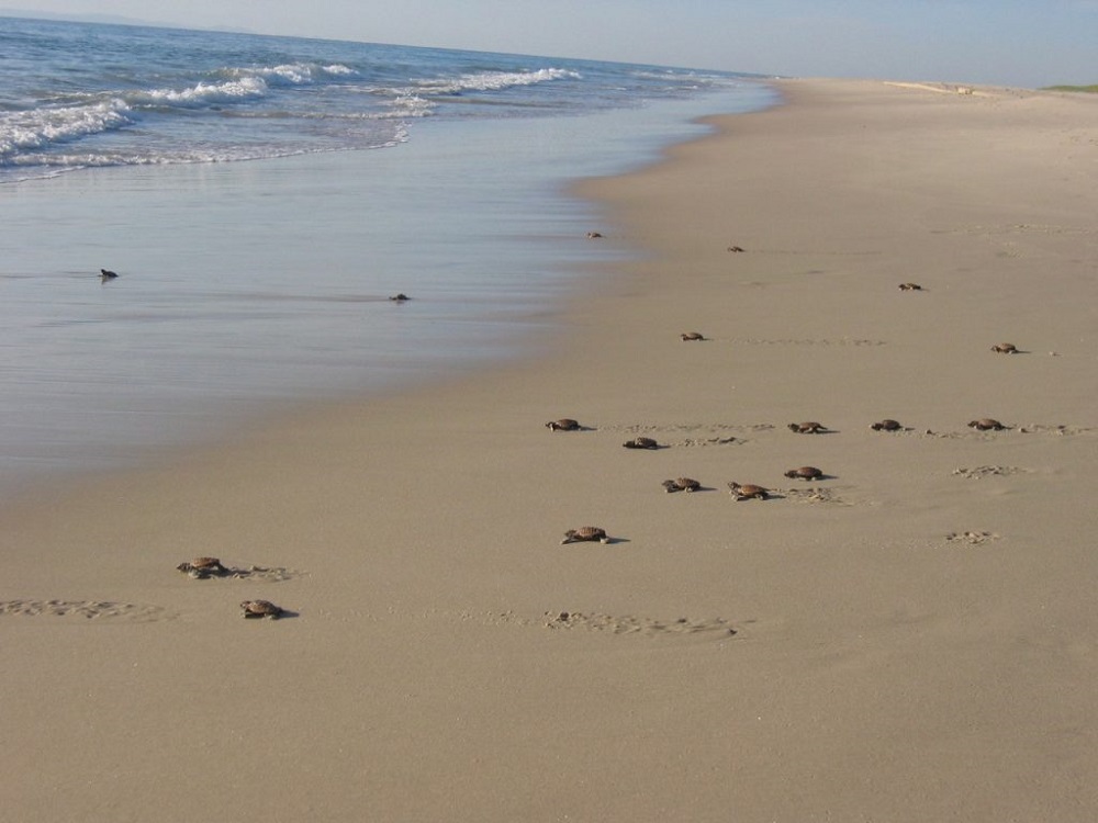 Celebrating World Turtle Day in South East Queensland