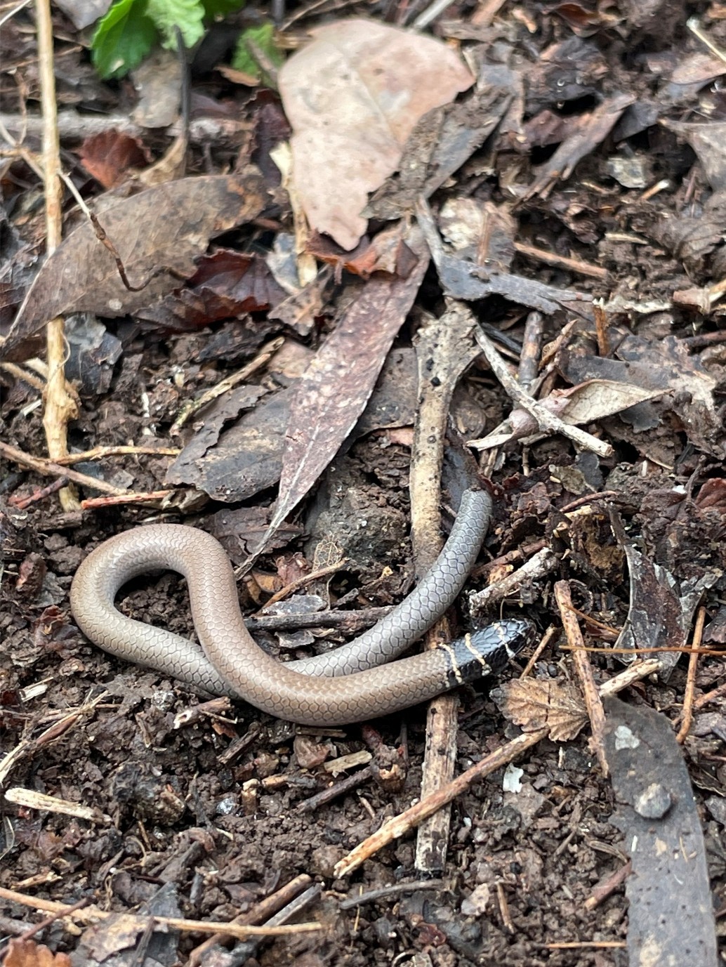 Collared delma found during surveying