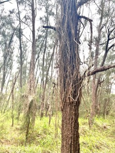 DCCEEW koala restoration visit haircut