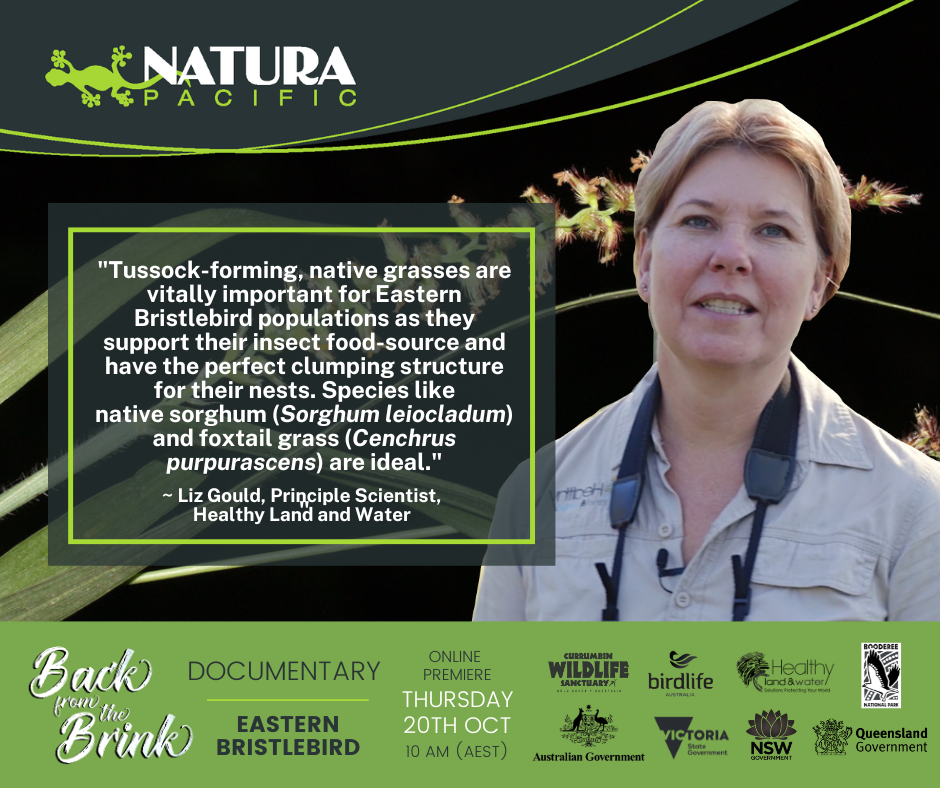 Free documentary on the endangered Eastern Bristlebird released