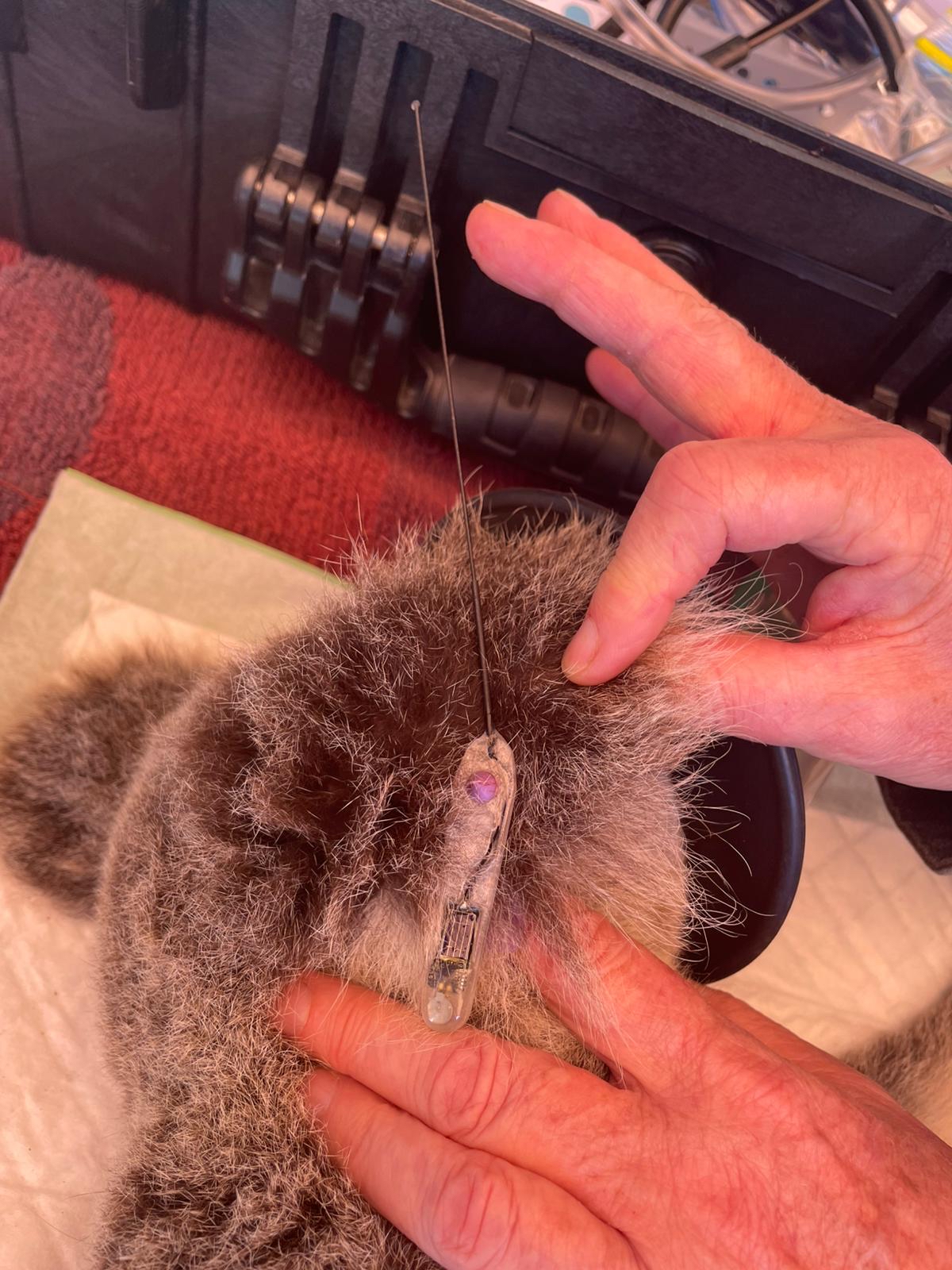 Koala ear tag for tracking