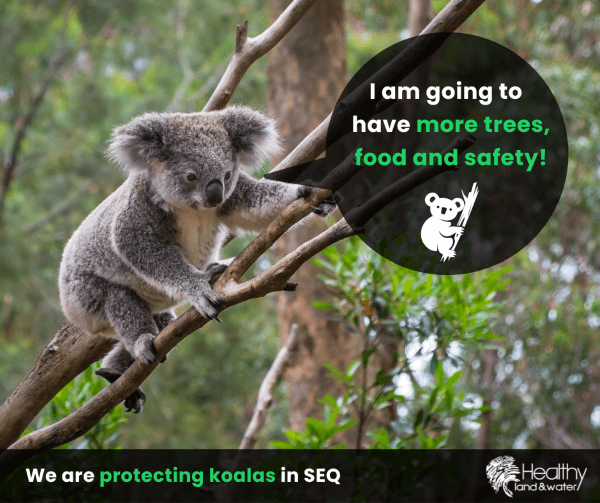 $1.2 m funding boost for our Protecting Koalas Program