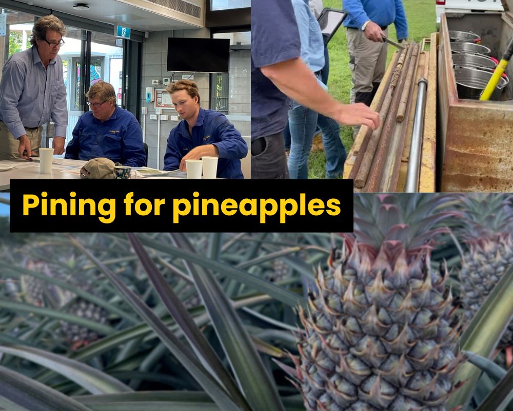 Pining for pineapples: Soil science workshops for Sunshine Coast pineapple producers  