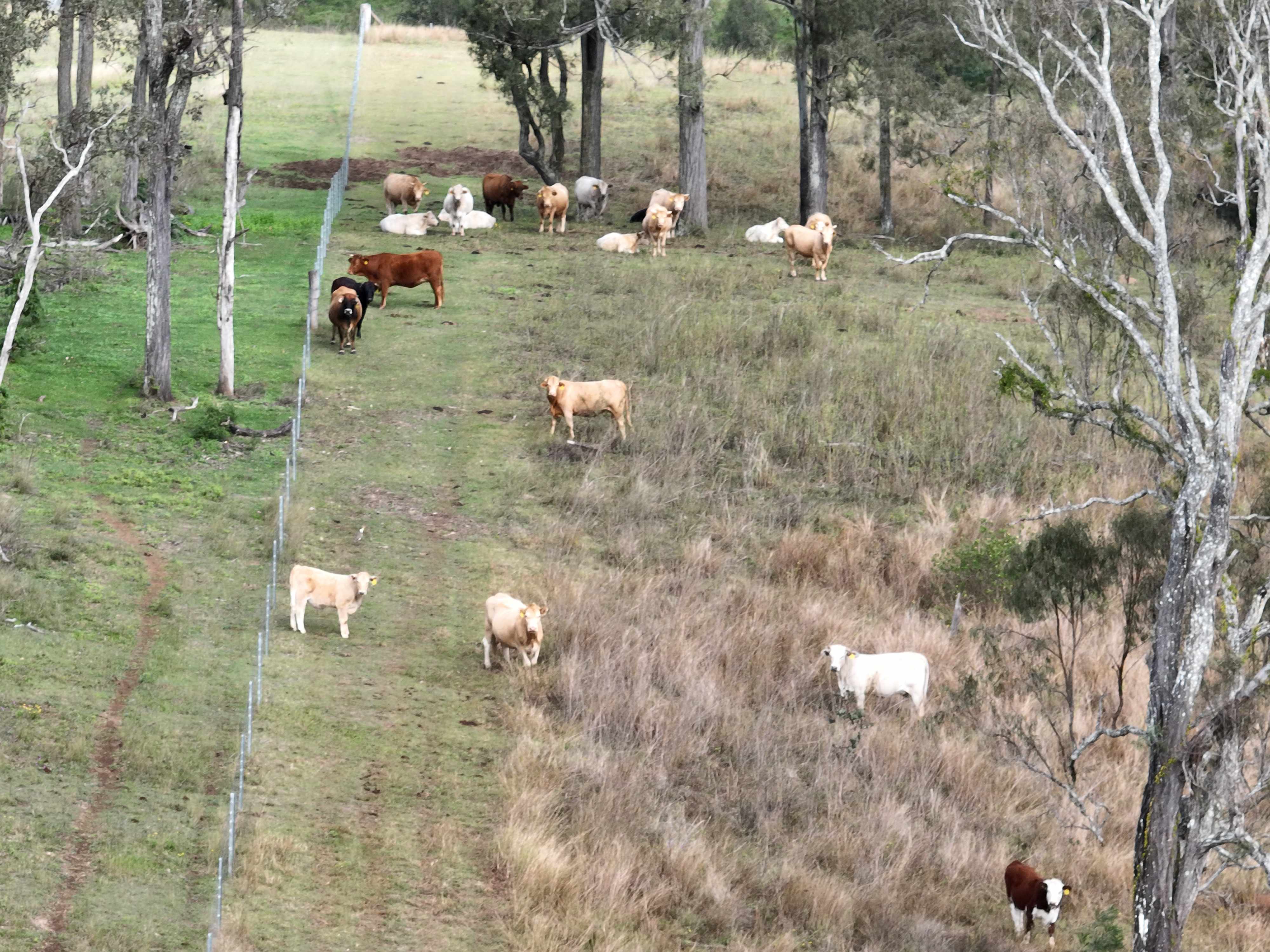 mid bris fencing for cows