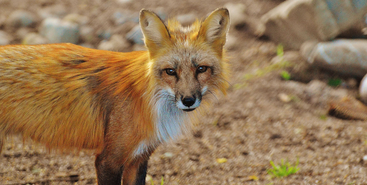 fox in minjerribah