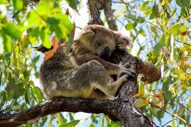 Koala Habitat Restoration and Landscape Resilience