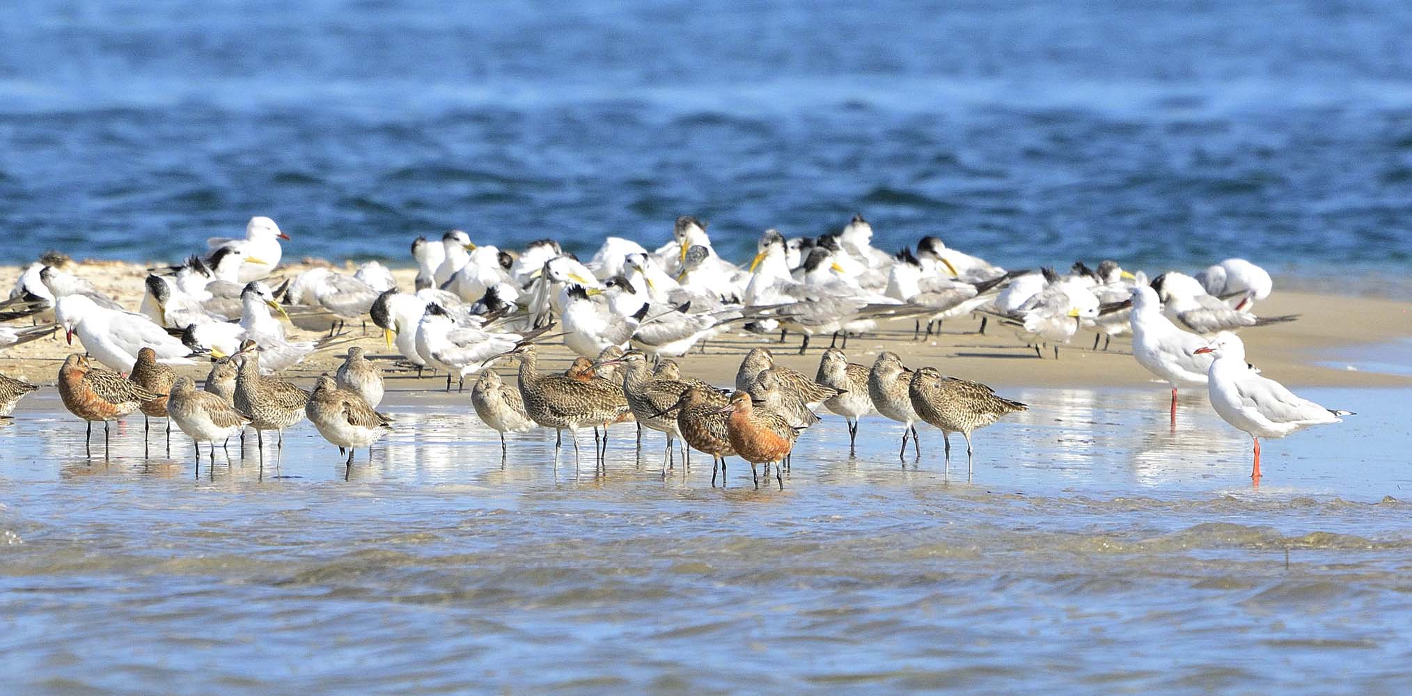 Moreton bay shorebirds