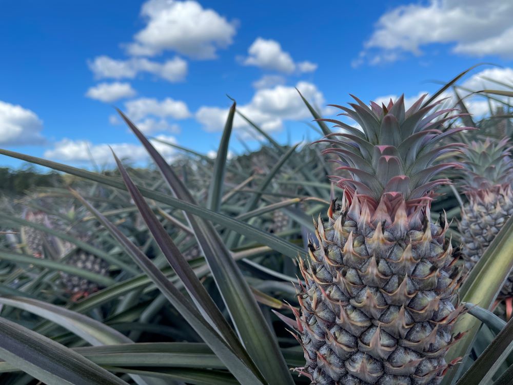 Pumicestone pineapple farm field photo