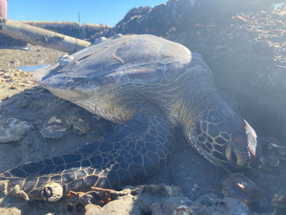 Sea turtle