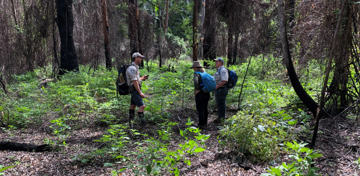 Restoring Lockyer's wildlife habitat post-fires