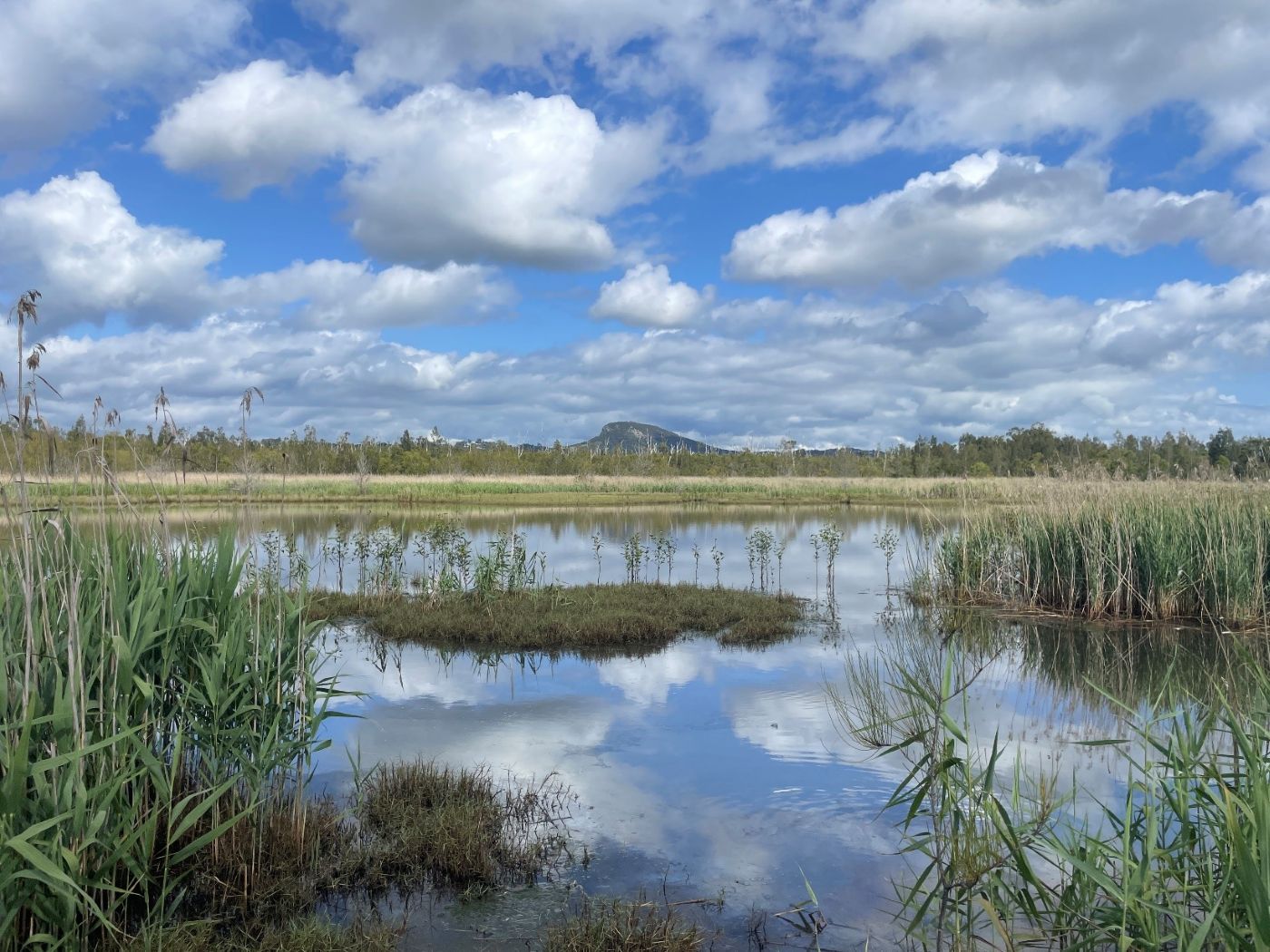 UW_Yandina Creek wetlands photo