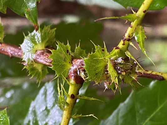 Davidsonia Johnsonii stipules