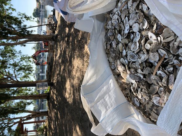 Shellfish in a bag