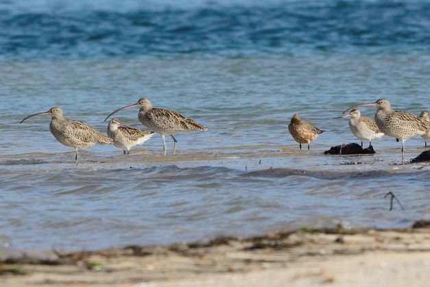 Migratory shorebirds on the beach