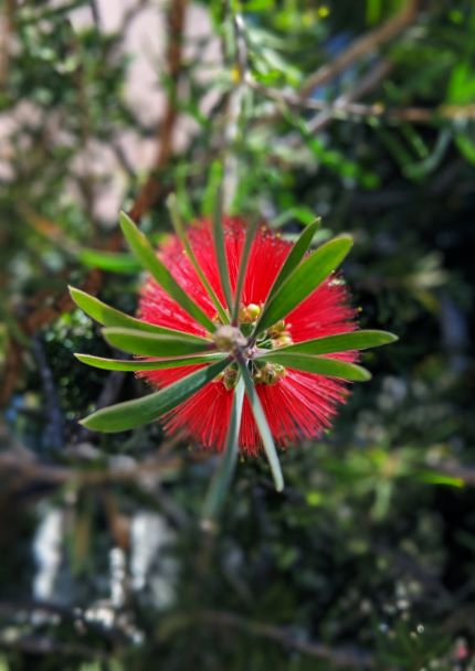 Photo of a bottlebrush