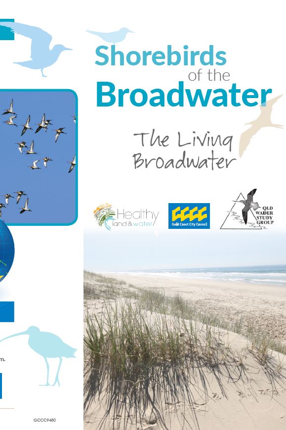 Shorebirds on the Gold Coast - Factsheet