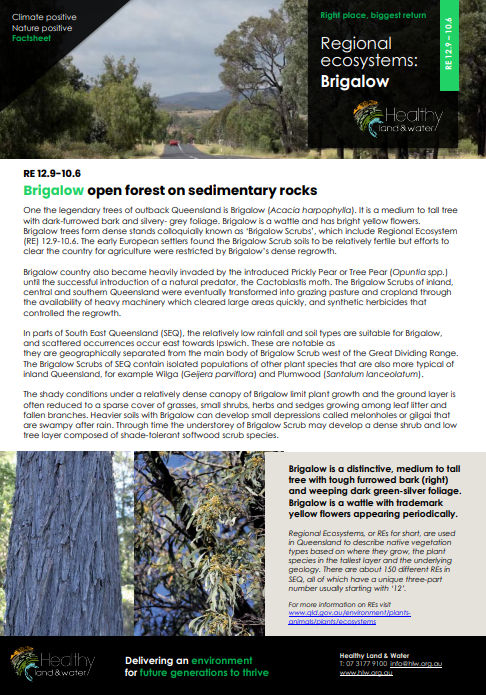 Factsheet Regional Ecosystems Brigalow 12.9-10.6